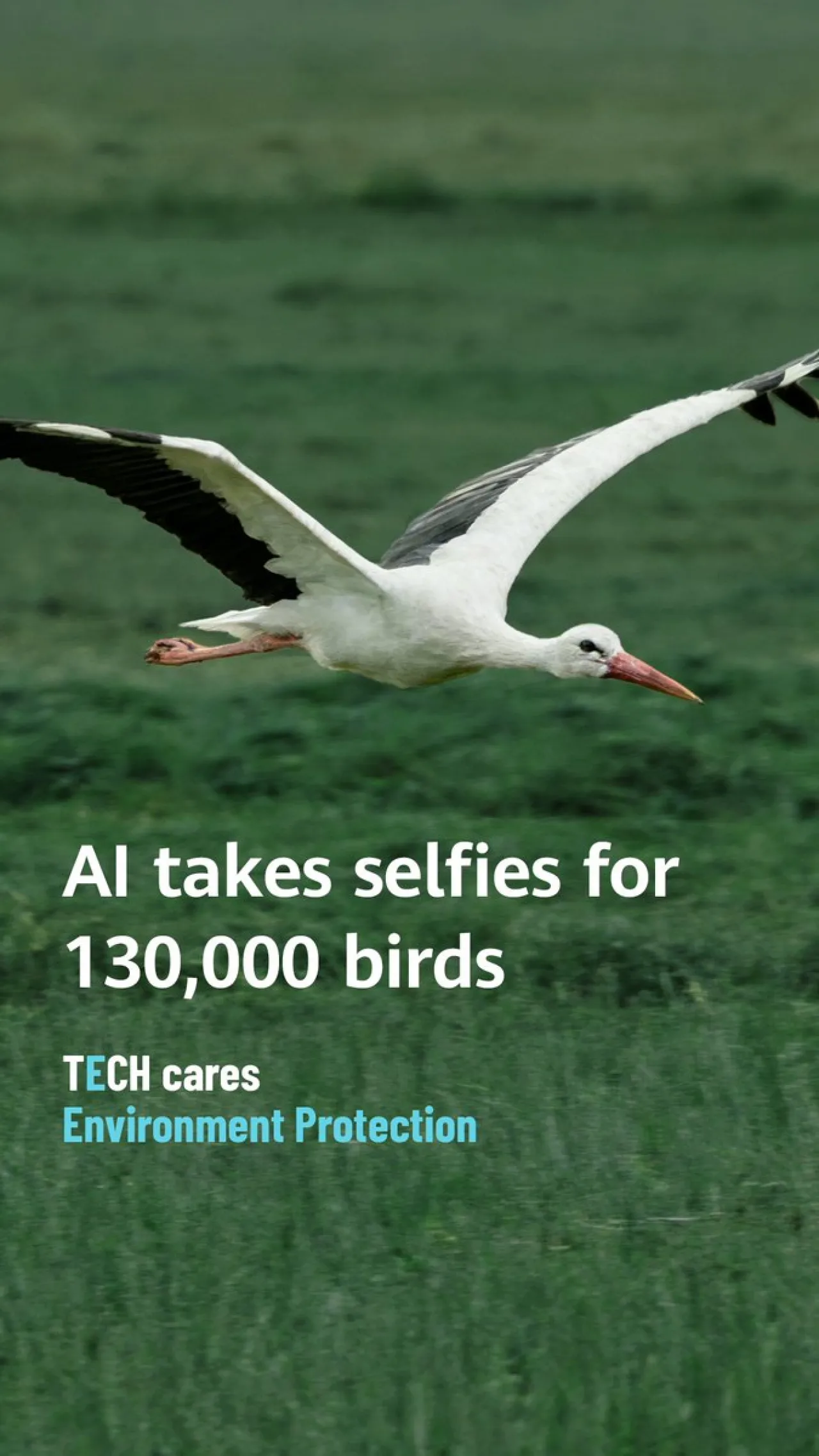 Huawei'den Doğu Leylekleri İçin Yapay Zeka Destekli Koruma: 130 Bin Fotoğraf